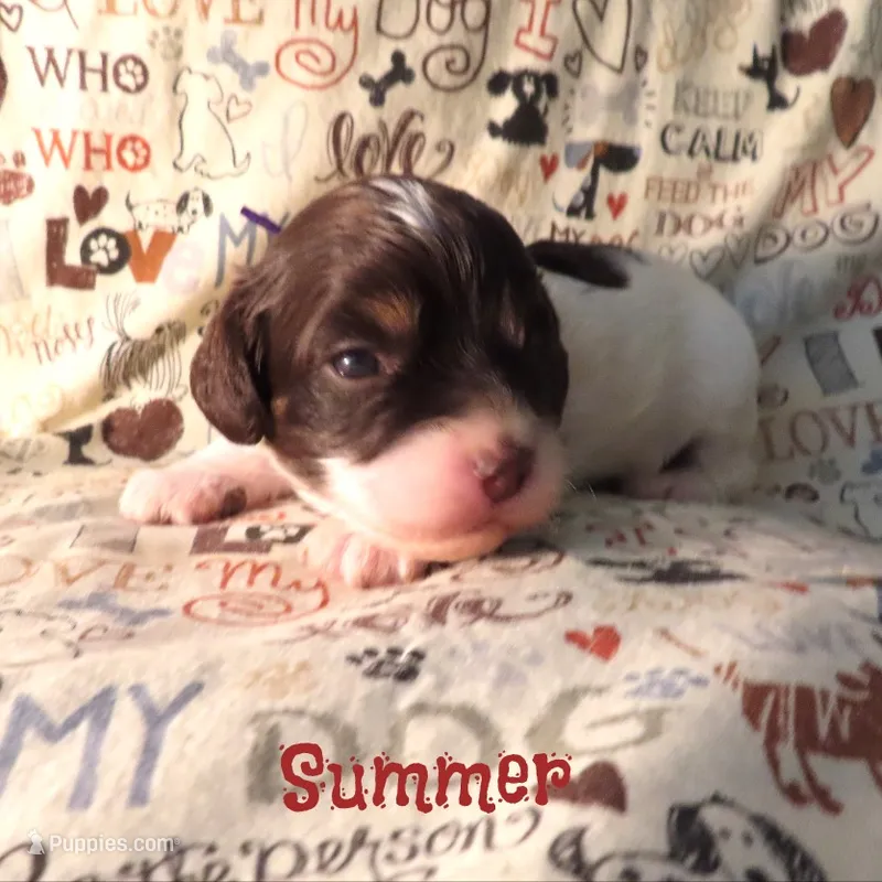 CKC Summer – Cockapoo puppy for sale in Winston-Salem, NC