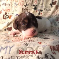CKC Summer, a female Cockapoo for sale in Winston-Salem, NC – 1 of 10