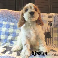 Alaska, a male Cockapoo for sale in Winston-Salem, NC – 6 of 10