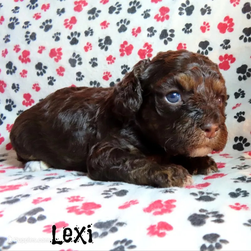 CKC Lexi – Cockapoo puppy for sale in Winston-Salem, NC