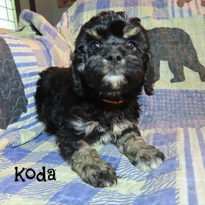 CKC Koda – Cockapoo puppy for sale in Winston-Salem, NC