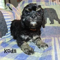 CKC Koda, a male Cockapoo for sale in Winston-Salem, NC – 9 of 10