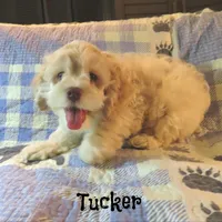  Tucker, a male Cockapoo for sale in Winston-Salem, NC – 5 of 10