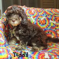 CKC Teddy, a male Cockapoo for sale in Winston-Salem, NC – 8 of 10