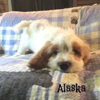 Alaska, a male Cockapoo for sale in Winston-Salem, NC – 4 of 10