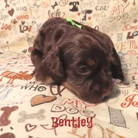 CKC Bentley, a male Cockapoo for sale in Winston-Salem, NC – 7 of 10