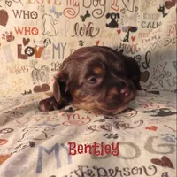 CKC Bentley, a male Cockapoo for sale in Winston-Salem, NC – 3 of 10