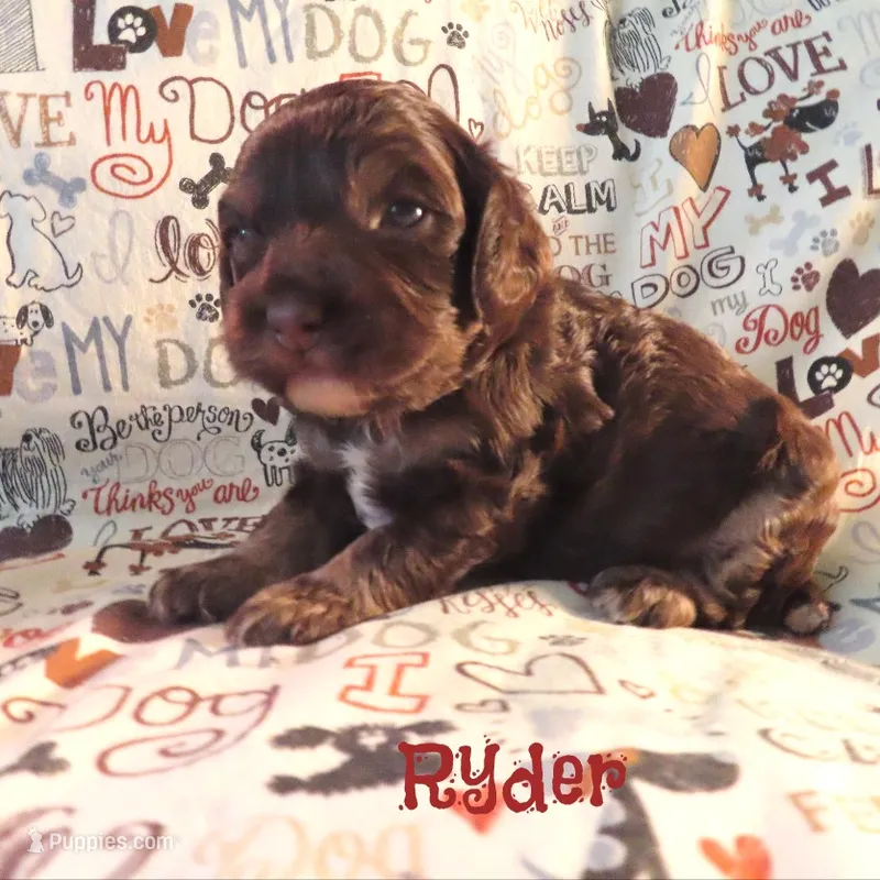 CKC Ryder – Cockapoo puppy for sale in Winston-Salem, NC