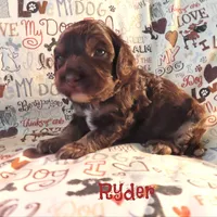 CKC Ryder, a male Cockapoo for sale in Winston-Salem, NC – 1 of 10