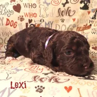 CKC Lexi, a female Cockapoo for sale in Winston-Salem, NC – 3 of 10