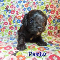 CKC Rambo, a male Cockapoo for sale in Winston-Salem, NC – 6 of 10
