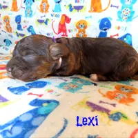 CKC Lexi, a female Cockapoo for sale in Winston-Salem, NC – 9 of 10