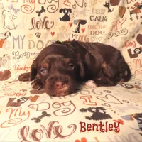 CKC Bentley, a male Cockapoo for sale in Winston-Salem, NC – 2 of 10