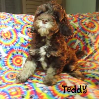 CKC Teddy, a male Cockapoo for sale in Winston-Salem, NC – 6 of 10