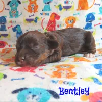 CKC Bentley, a male Cockapoo for sale in Winston-Salem, NC – 9 of 10