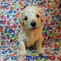 CKC Milo, a male Cockapoo for sale in Winston-Salem, NC – 4 of 10