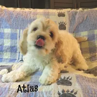  Atlas, a male Cockapoo for sale in Winston-Salem, NC – 3 of 10
