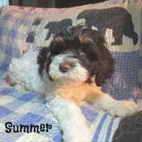 CKC Summer, a female Cockapoo for sale in Winston-Salem, NC – 7 of 10