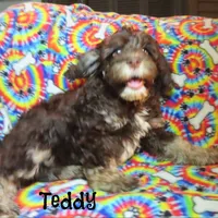 CKC Teddy, a male Cockapoo for sale in Winston-Salem, NC – 3 of 10