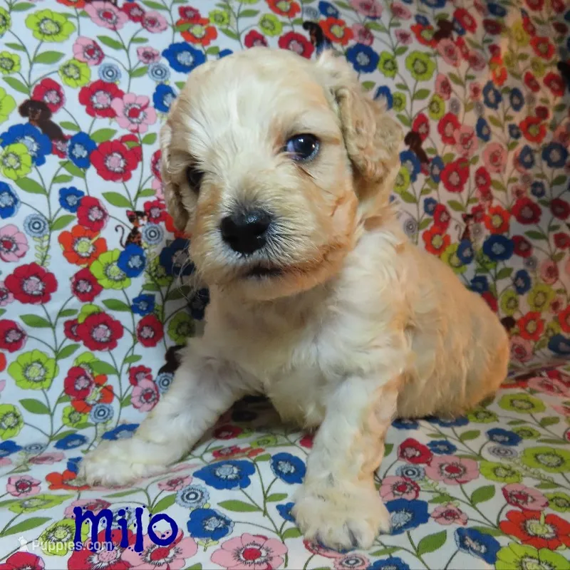 CKC Milo – Cockapoo puppy for sale in Winston-Salem, NC