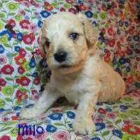 CKC Milo, a male Cockapoo for sale in Winston-Salem, NC – 1 of 10