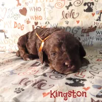 CKC Kingston, a male Cockapoo for sale in Winston-Salem, NC – 3 of 10