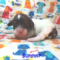 CKC Summer, a female Cockapoo for sale in Winston-Salem, NC – 9 of 10