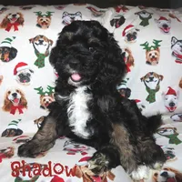 CKC Shadow, a male Cockapoo for sale in Winston-Salem, NC – Photo 2 of 10