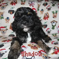 CKC Shadow, a male Cockapoo for sale in Winston-Salem, NC – Photo 4 of 10