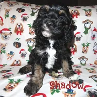 CKC Shadow, a male Cockapoo for sale in Winston-Salem, NC – Photo 3 of 10