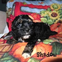 CKC Shadow, a male Cockapoo for sale in Winston-Salem, NC – Photo 8 of 10