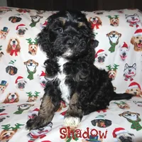 CKC Shadow, a male Cockapoo for sale in Winston-Salem, NC – Photo 5 of 10