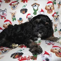 CKC Shadow, a male Cockapoo for sale in Winston-Salem, NC – Photo 6 of 10