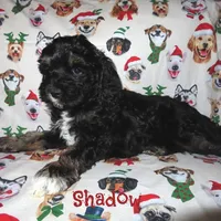 CKC Shadow, a male Cockapoo for sale in Winston-Salem, NC – Photo 7 of 10