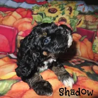 CKC Shadow, a male Cockapoo for sale in Winston-Salem, NC – Photo 10 of 10