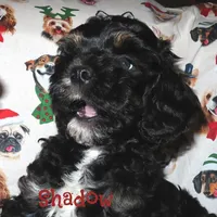 CKC Shadow, a male Cockapoo for sale in Winston-Salem, NC – Photo 1 of 10