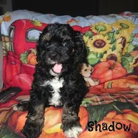 CKC Shadow, a male Cockapoo for sale in Winston-Salem, NC – Photo 9 of 10