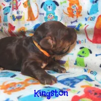 CKC Kingston, a male Cockapoo for sale in Winston-Salem, NC – 10 of 10
