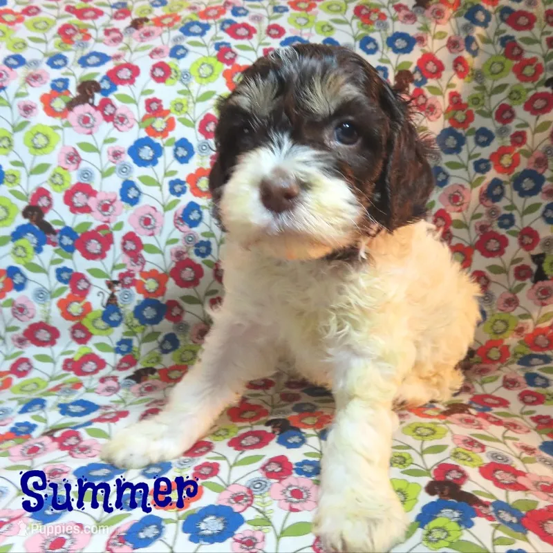 CKC Summer – Cockapoo puppy for sale in Winston-Salem, NC