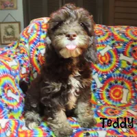 CKC Teddy, a male Cockapoo for sale in Winston-Salem, NC – 2 of 10