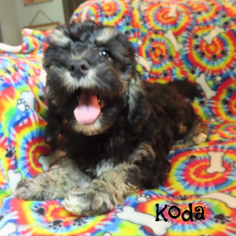 CKC Koda – Cockapoo puppy for sale in Winston-Salem, NC