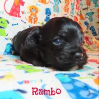 CKC Rambo, a male Cockapoo for sale in Winston-Salem, NC – 8 of 10