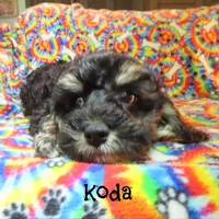 CKC Koda, a male Cockapoo for sale in Winston-Salem, NC – 5 of 10