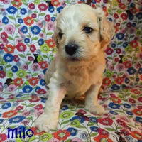 CKC Milo, a male Cockapoo for sale in Winston-Salem, NC – 6 of 10