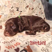 CKC Bentley, a male Cockapoo for sale in Winston-Salem, NC – 6 of 10