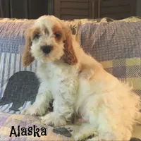 Alaska, a male Cockapoo for sale in Winston-Salem, NC – 7 of 10