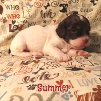 CKC Summer, a female Cockapoo for sale in Winston-Salem, NC – 2 of 10