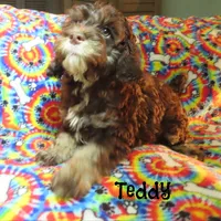 CKC Teddy, a male Cockapoo for sale in Winston-Salem, NC – 4 of 10