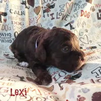 CKC Lexi, a female Cockapoo for sale in Winston-Salem, NC – 6 of 10