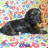 CKC Koda, a male Cockapoo for sale in Winston-Salem, NC – 5 of 10